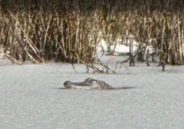 Shocking moment alligator is found FROZEN in ice lake as bitter cold and rare snow strikes US Deep South