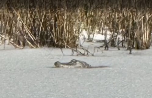 Shocking moment alligator is found FROZEN in ice lake as bitter cold and rare snow strikes US Deep South