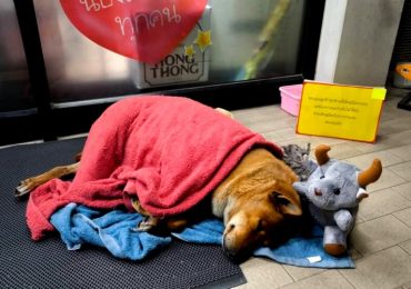 Heartbreaking pics show dog Moo Dang refusing to leave spot she used to sit with her homeless owner after he died