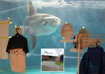 World’s loneliest fish left heartbroken & alone at closed down aquarium gets cardboard cutout friends to ease boredom