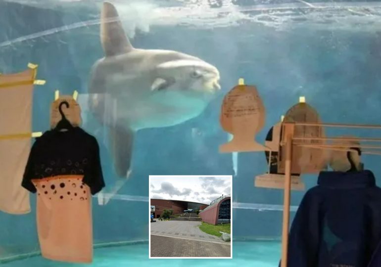 World’s loneliest fish left heartbroken & alone at closed down aquarium gets cardboard cutout friends to ease boredom