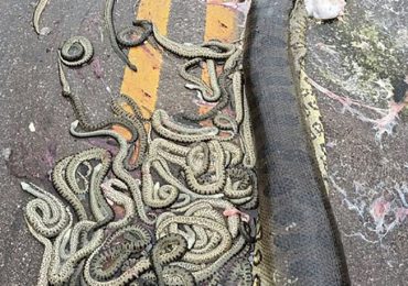 Gag-inducing vid shows dead unborn snakes spilled across road after bursting from exploded giant anaconda mother