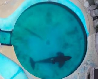 ‘World’s loneliest orca’ has ‘bent body’ after 32 YEARS trapped in tiny pool as vid shows killer whale lying motionless