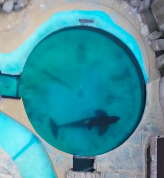 ‘World’s loneliest orca’ has ‘bent body’ after 32 YEARS trapped in tiny pool as vid shows killer whale lying motionless