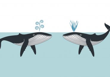 Researchers are Using AI to Understand what Animals are Saying