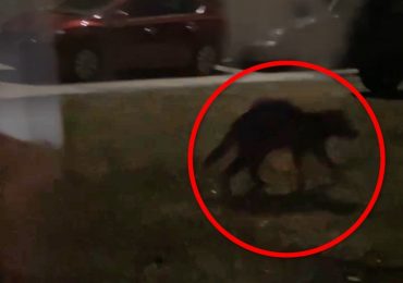 Is THIS the mythical ‘chupacabra’? Terrifying moment mystery red-eyed creature stalks woman’s home…& experts are puzzled