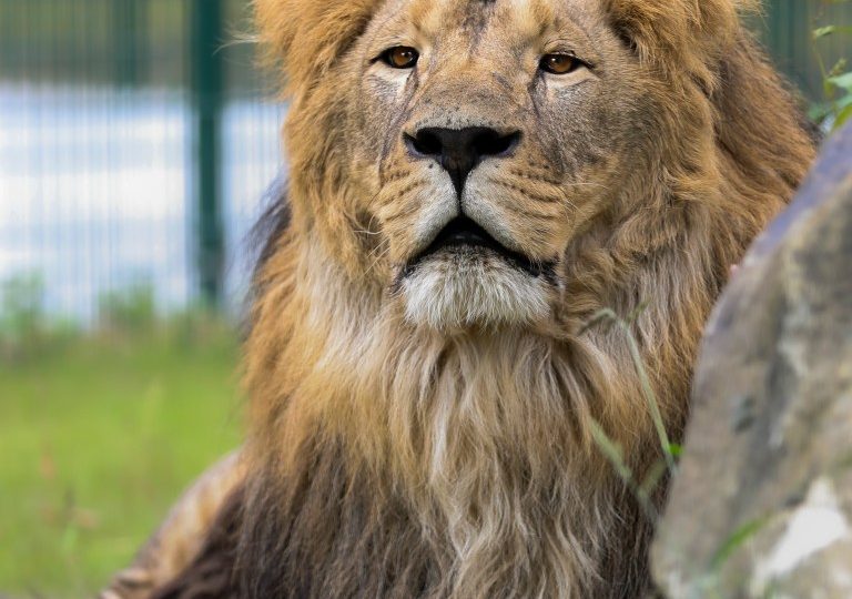 Inside dramatic rescue of traumatised caged lions from Ukraine – including moment they touched grass for the first time