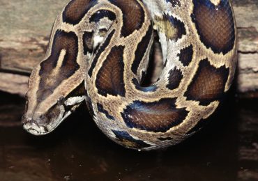 This Earth Day, It’s Time to Learn From Snakes