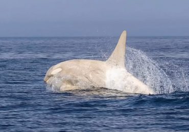 Watch rare vid of ‘glowing’ albino killer whale as elusive real-life Moby Dick breaches waves leaving orca fan ‘shaking’