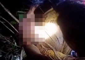 Gran, 55, found dead with head in the jaws of 23ft long python after she vanished while working in her garden