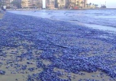 Warning over foul smell at beaches at Spanish holiday hotspot as disgusted tourists say stench is ‘like rotten FISH’