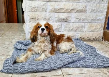 Pet dog snatched by Hamas during October 7 attack finally reunited with owner after 18 months