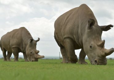 Forget Dire Wolves. Here’s What We Really Need in the Fight Against Extinction