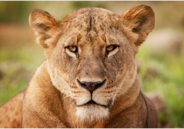 Girl, 14, mauled to death by lion after being snatched from ranch as rangers make grim find by following bloodstains