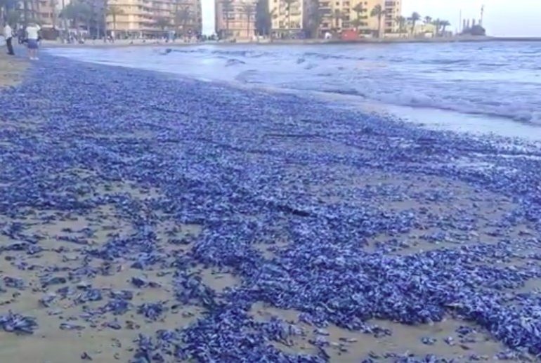 Bizarre moment Brit hols hotspot beach turns BLUE as it’s left totally covered by swarm of stinging jellyfish