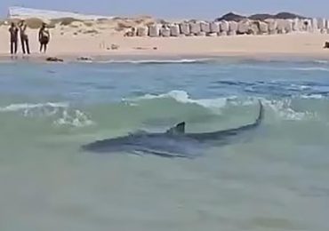 Swimmer missing feared dead after being mauled by shark in sea in front of horrified crowd in Israel