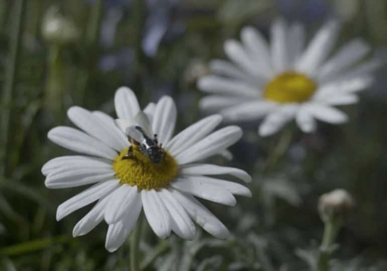 China & Russia will use drones ‘size of insects’ to spy on West & commit untraceable murders, ex-Google futurist warns