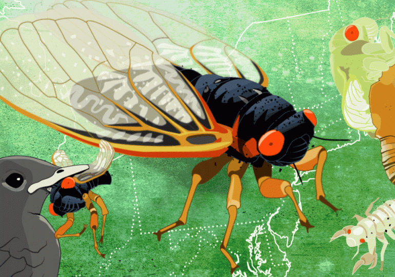 After 17 Years Underground, the Cicada Brood XIV Is Coming