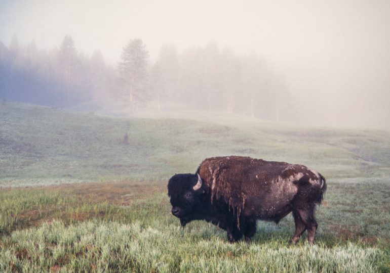 Unfettered Capitalism Nearly Wiped Out America’s Wild Animals Once. It Just May Again