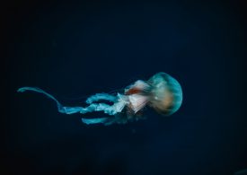 More than 99% of the Deep Sea Still Remains a Mystery