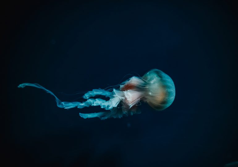 More than 99% of the Deep Sea Still Remains a Mystery