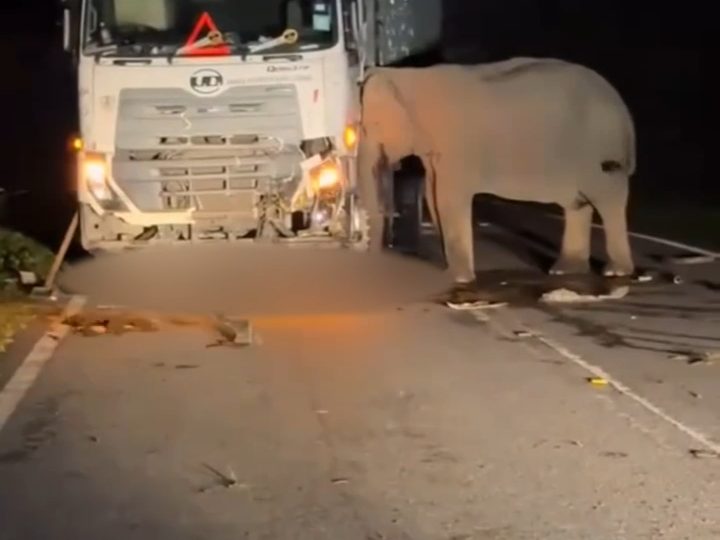 Heartwrenching moment desperate mother elephant spends 5 HOURS trying to rescue her dead baby calf trapped under lorry