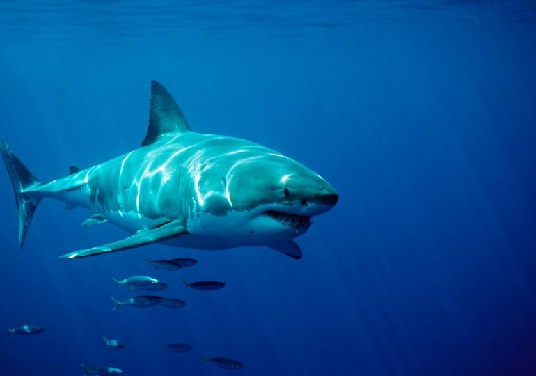 ‘Biggest shark EVER tagged by researchers’ – 14ft & 1,600lb great white dubbed ‘The Contender’ – spotted prowling off US
