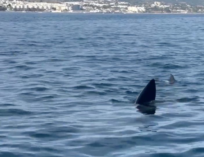 Dramatic vid shows ENORMOUS shark lurking off coast at Brit holiday hotspot Marbella for ‘the first time in 35 years’