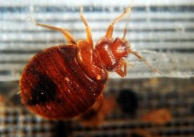 Major Brit holiday airport fumigated after infestation of BEDBUGS with passengers & airline staff reporting itchy bites