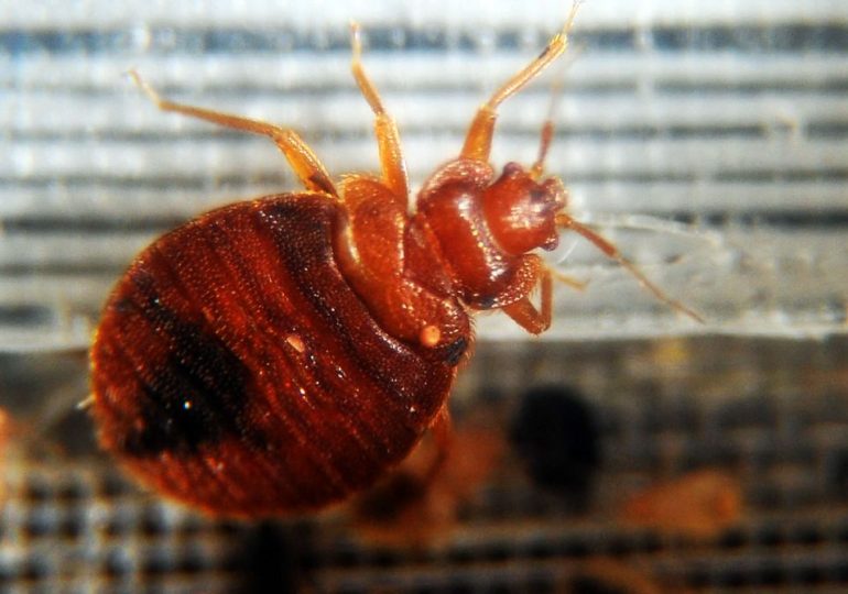 Major Brit holiday airport fumigated after infestation of BEDBUGS with passengers & airline staff reporting itchy bites