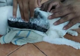 Watch as cops seize cat with crack cocaine taped to it after gang tried to smuggle drugs into prison using cute kitty