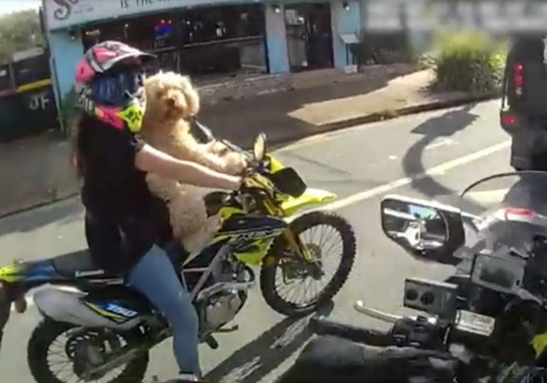 Moment biker woman riding with DOG strapped to her is pulled over by stunned cop – before making bizarre ‘Temu’ excuse