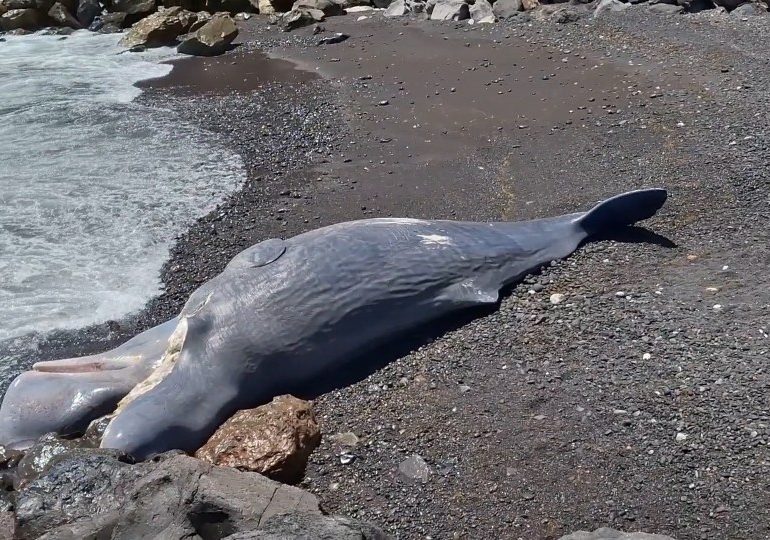Shocking moment giant 50ft sperm whale is found on Brit holiday beach – before LORRY needed to tow 35-tonne beast away