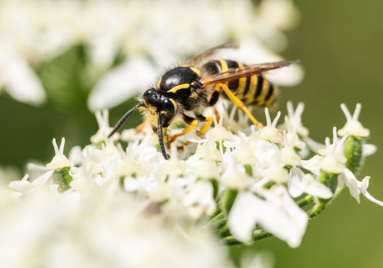What Climate Change Means for Summertime Bugs