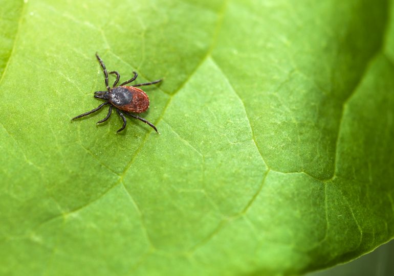 The Best and Worst Way to Remove a Tick