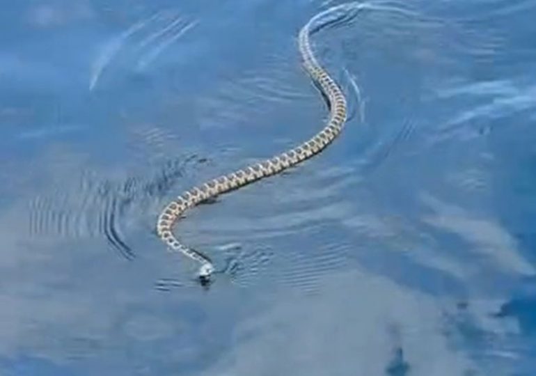 Horror moment Brit couple flee from giant 6ft swimming SNAKE off Ibiza as holiday island is gripped by serpent ‘plague’