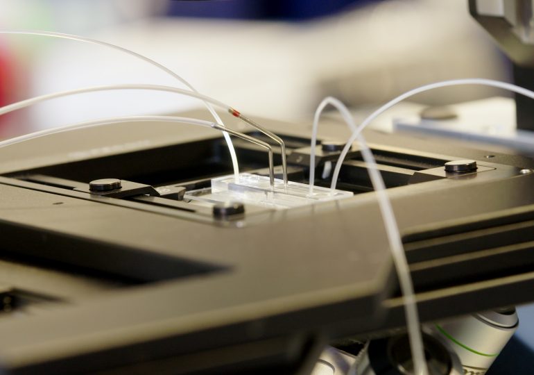 Doctors Report the First Pregnancy Using a New AI Procedure