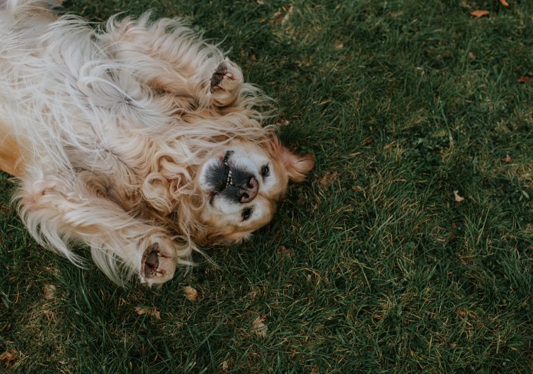 Yes, Your Dog Can Get Sunburned. Here’s What to Know