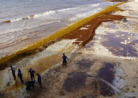 10 Steps Needed for Ocean Action Now