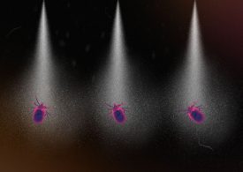 What Experts Use to Repel Ticks and Mosquitoes