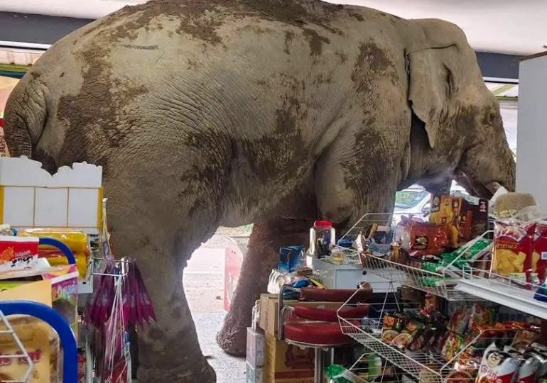 Hungry elephant munches on sweet rice cakes and chicken’s eggs after barging into grocery store in Thailand