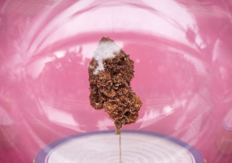 Thailand Moves to De-Legalize Weed in Major Drug-Policy U-Turn