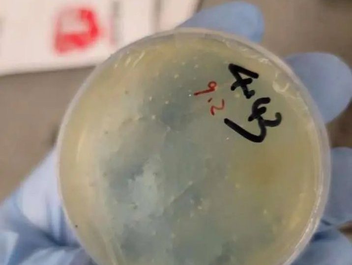 Third Chinese scientist arrested after smuggling ‘biological pathogens’ into US from Wuhan after ‘agroterrorism’ probe