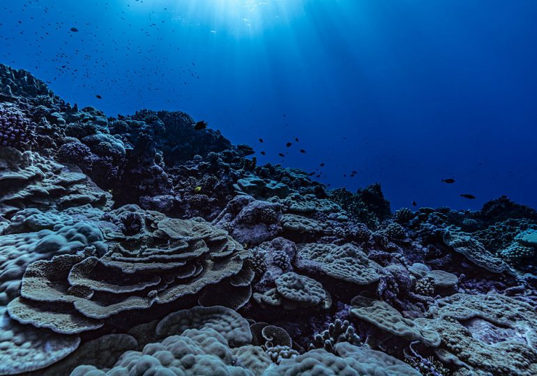 French Polynesia Just Created The World’s Largest Marine Protected Area
