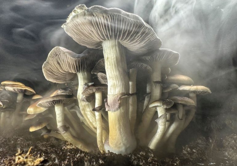 New Zealand Becomes Latest Government to Approve ‘Shrooms’ for Medicinal Use