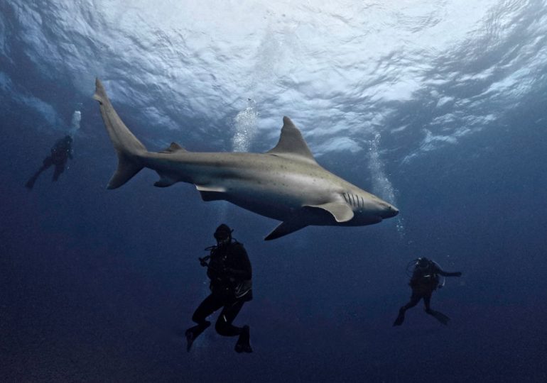 How Jaws Wreaked Havoc on Marine Conservation