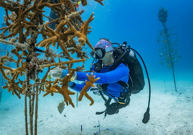How We Can Restore Coral Reefs