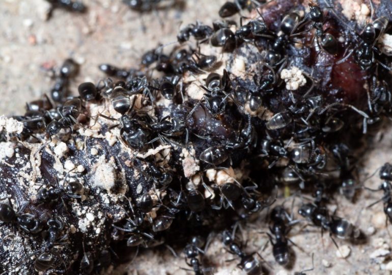 Rancid-smelling super ants that form whopping colonies & even eat CABLES rampaging across Europe – & could infest the UK