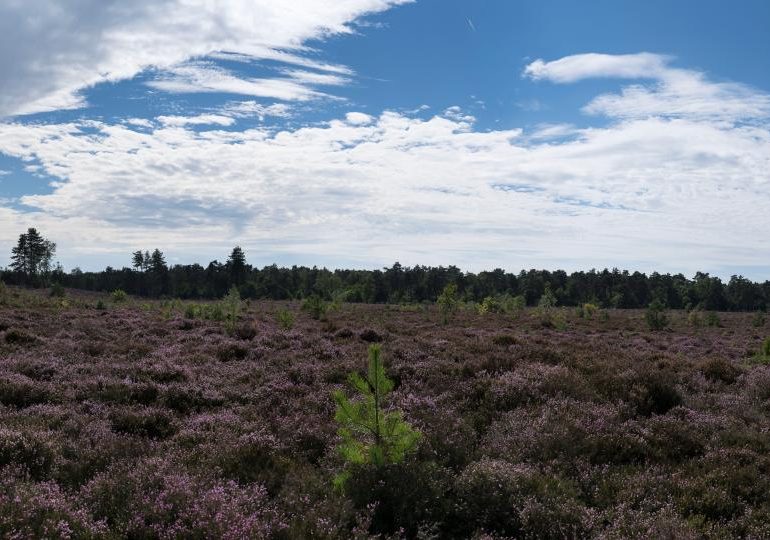 Boy, 6, dragged into woods by child-hunting WOLF with death sentence named Bram in front of horrified mum in Netherlands