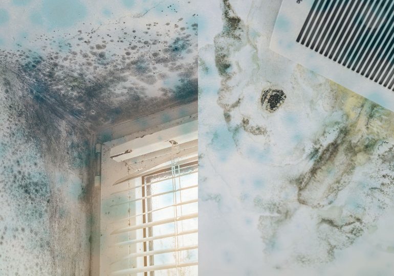 Signs Your House Has Mold—And How to Get Rid of It